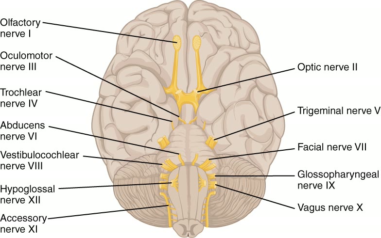Ilustração anatômica: Nervos cranianos (Cranial Nerves)