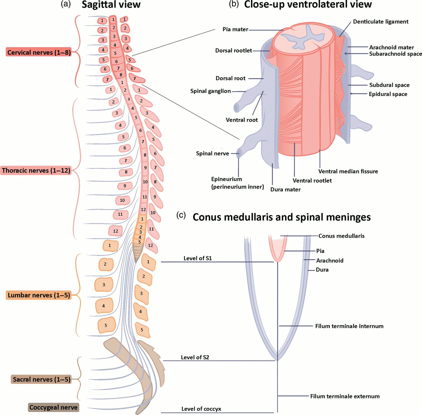 Ilustração anatômica: Nervos espinhais (Spinal Nerves)