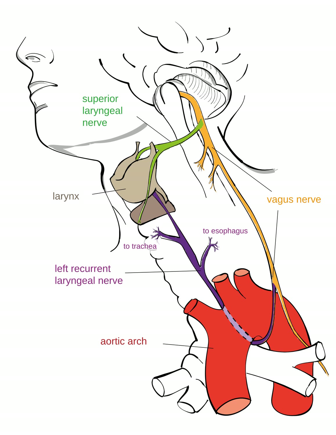 Ilustração anatômica: Nervos laríngeos (Laryngeal Nerves)