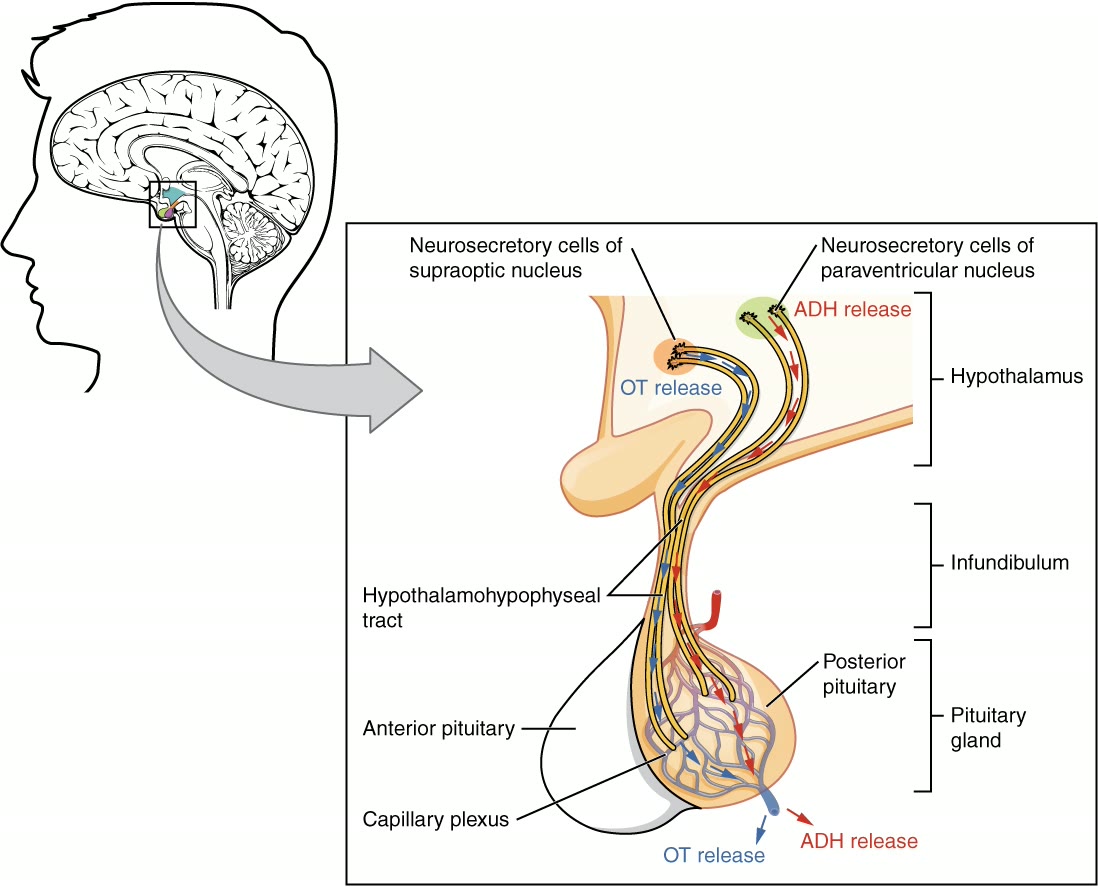 Ilustração anatômica: Neuro-hipófise (Pituitary Gland, Posterior)