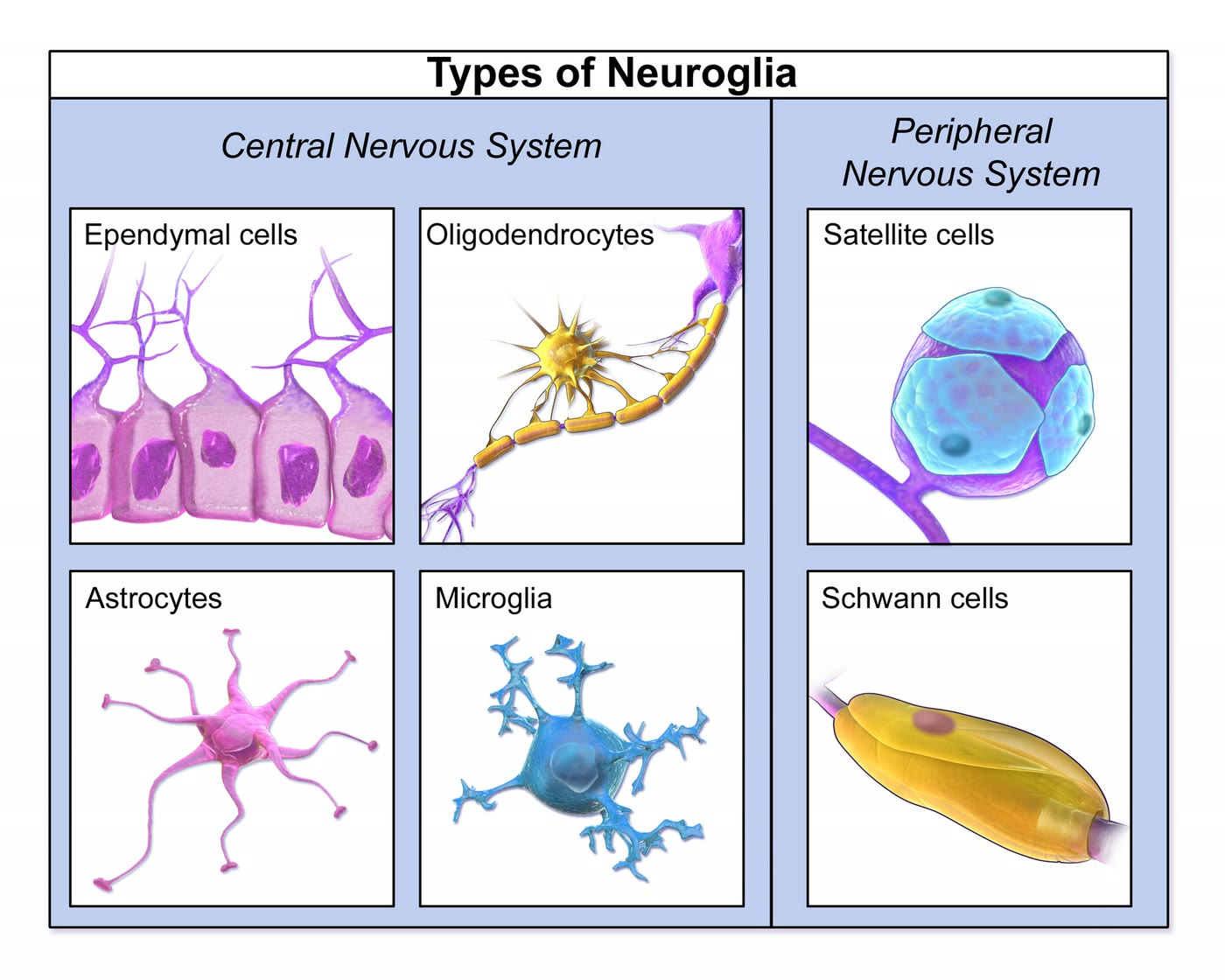 Ilustração anatômica: Neuróglia (Neuroglia)