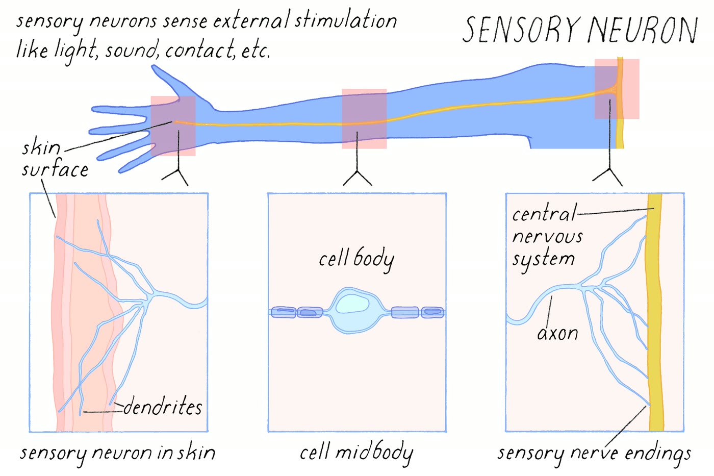 Ilustração anatômica: Neurônio aferente (Neurons, Afferent)
