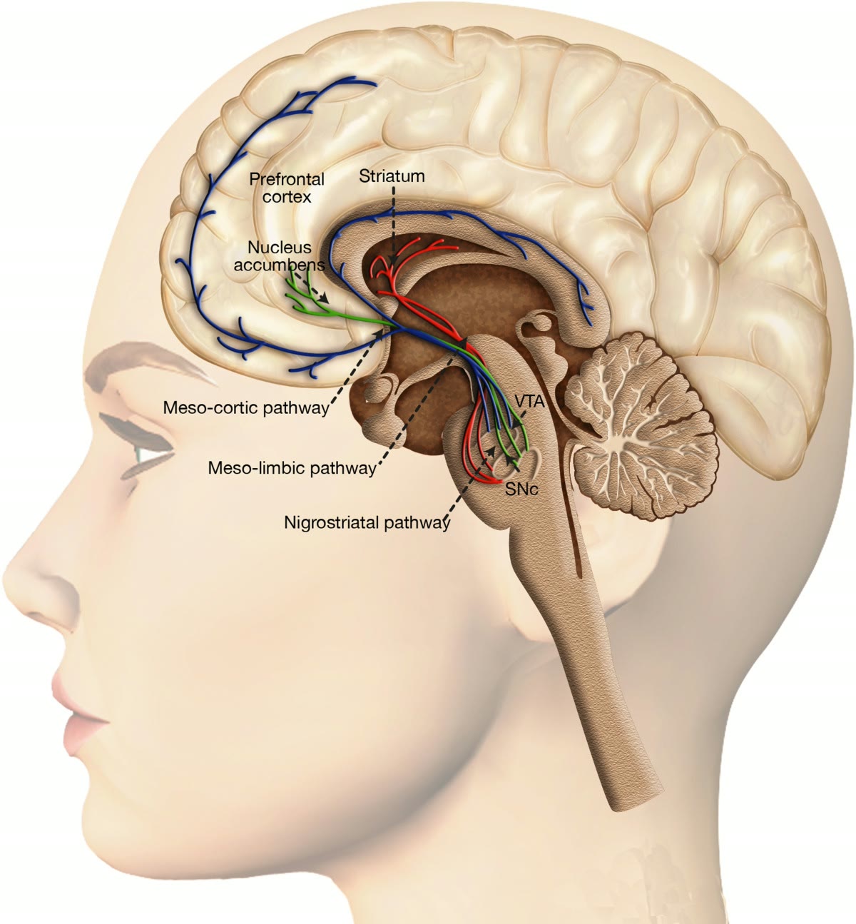 Ilustração anatômica: Neurônio dopaminérgico (Dopaminergic Neurons)