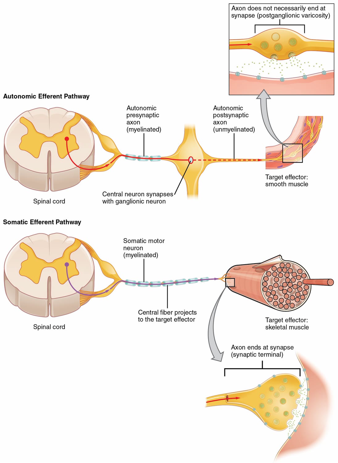 Ilustração anatômica: Neurônio eferente (Neurons, Efferent)