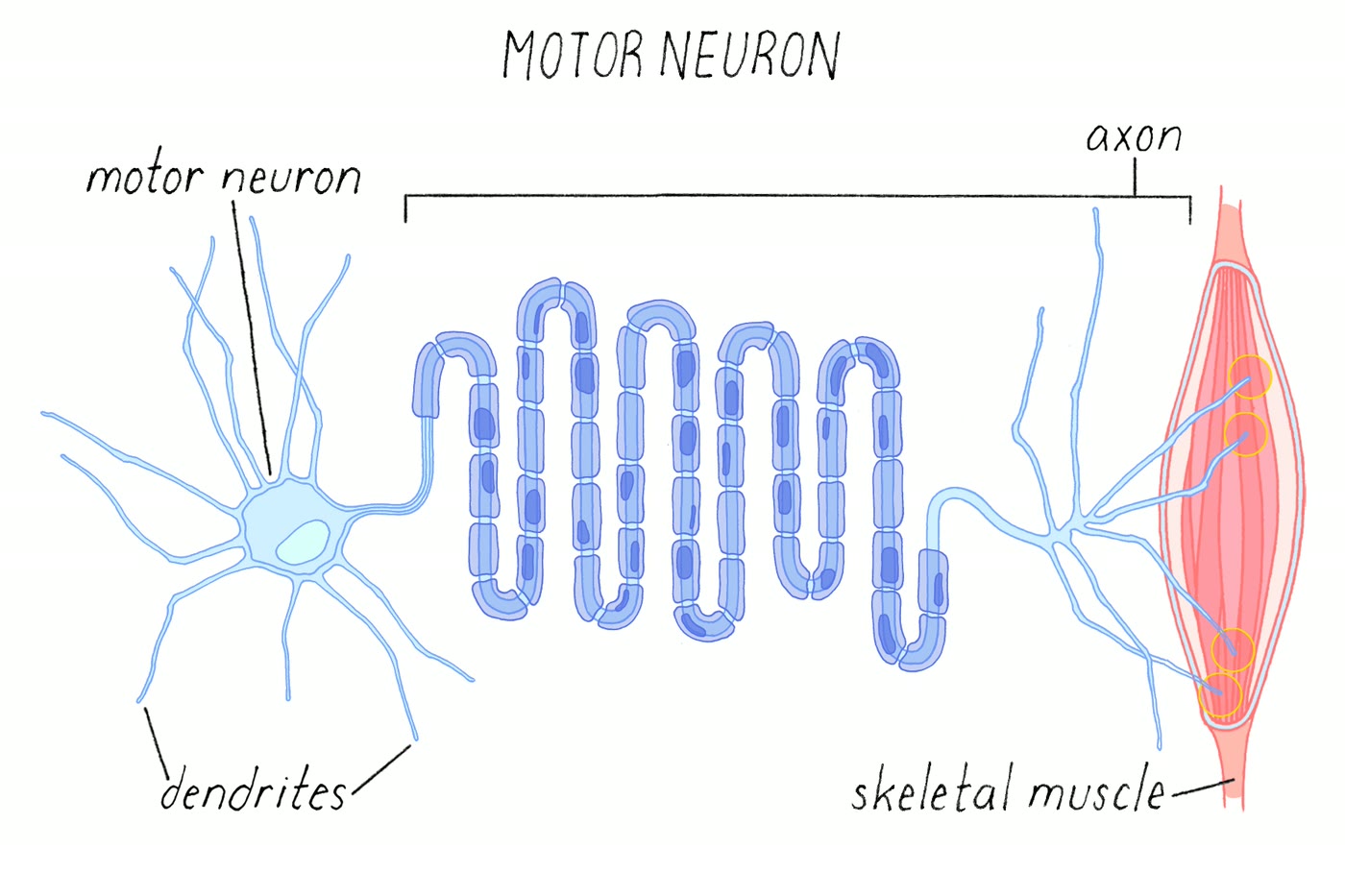 Ilustração anatômica: Neurônio motor (Motor Neurons)