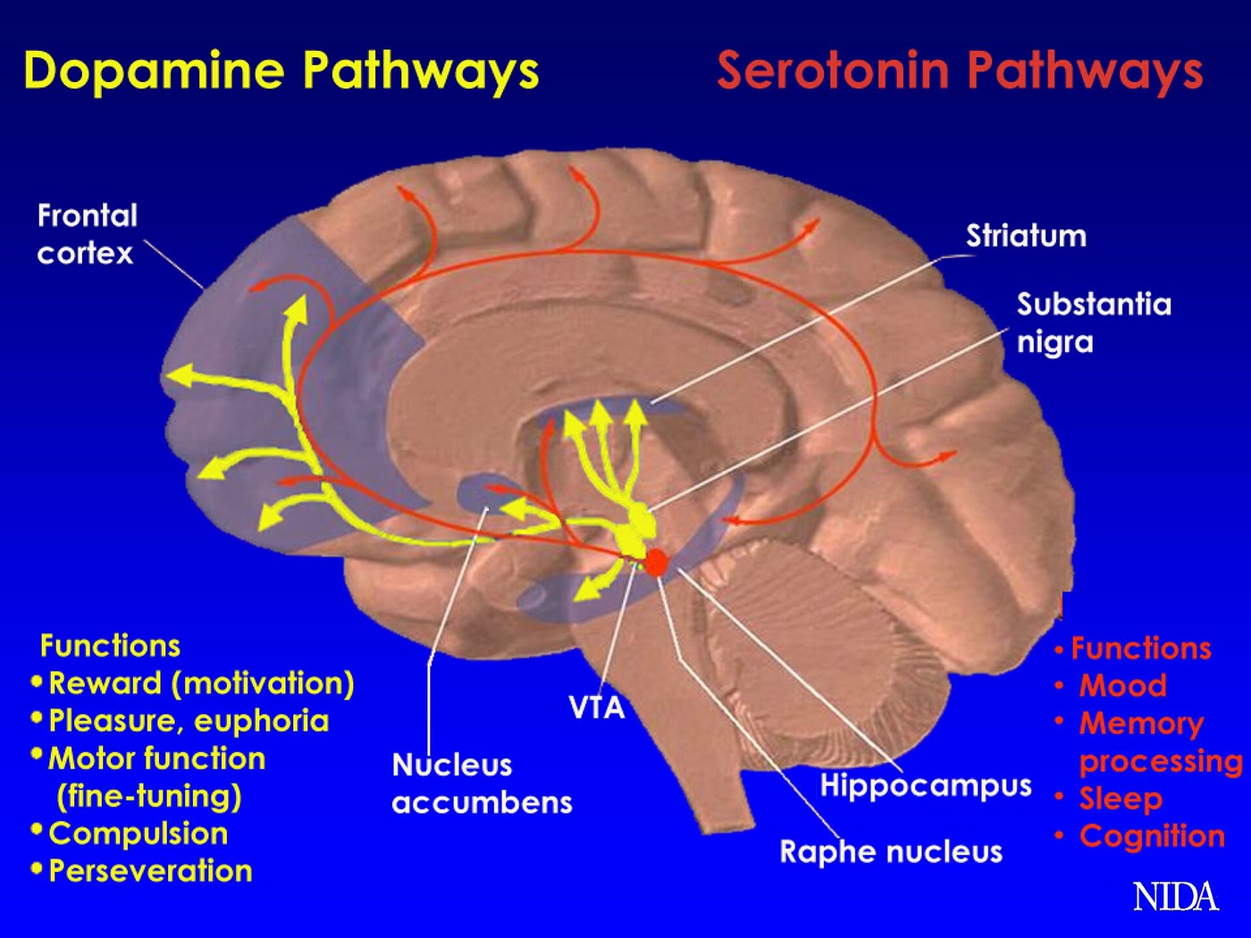 Ilustração anatômica: Neurônio serotoninérgico (Serotonergic Neurons)