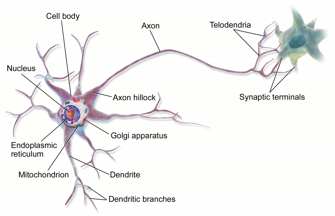 Ilustração anatômica: Neurônio (Neuron)