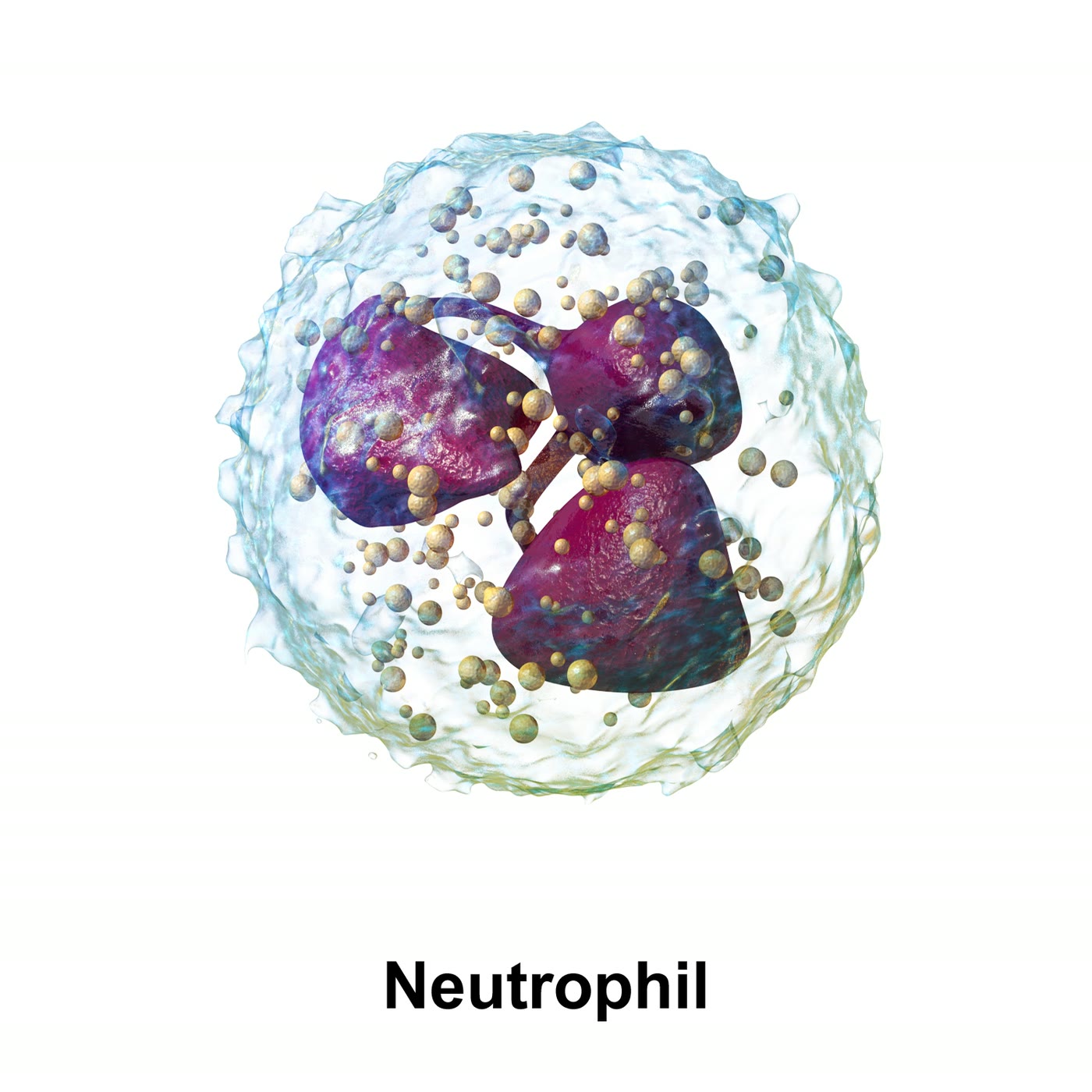 Ilustração anatômica: Neutrófilo (Neutrophils)