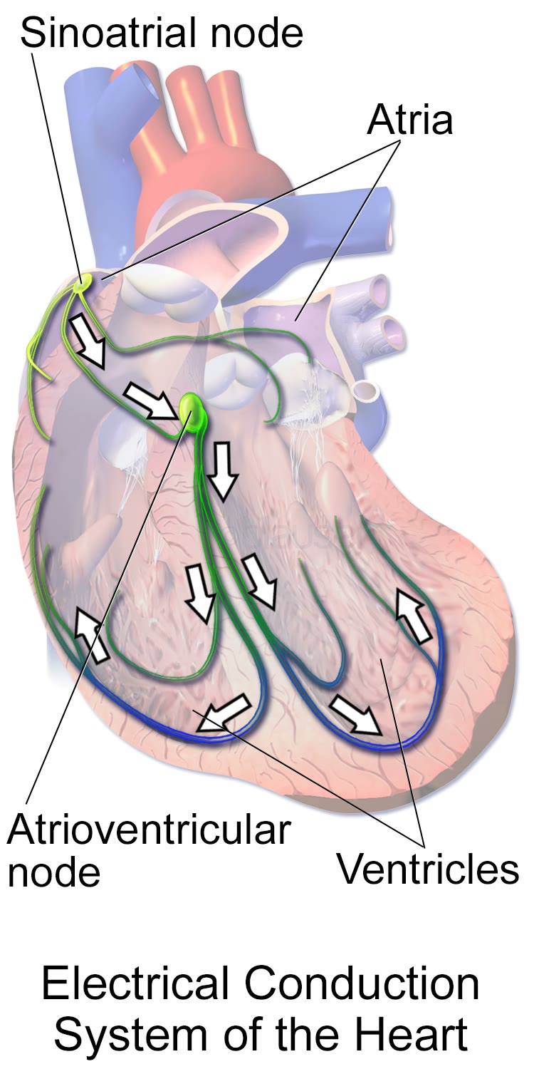 Ilustração anatômica: Nó atrioventricular (Atrioventricular Node)