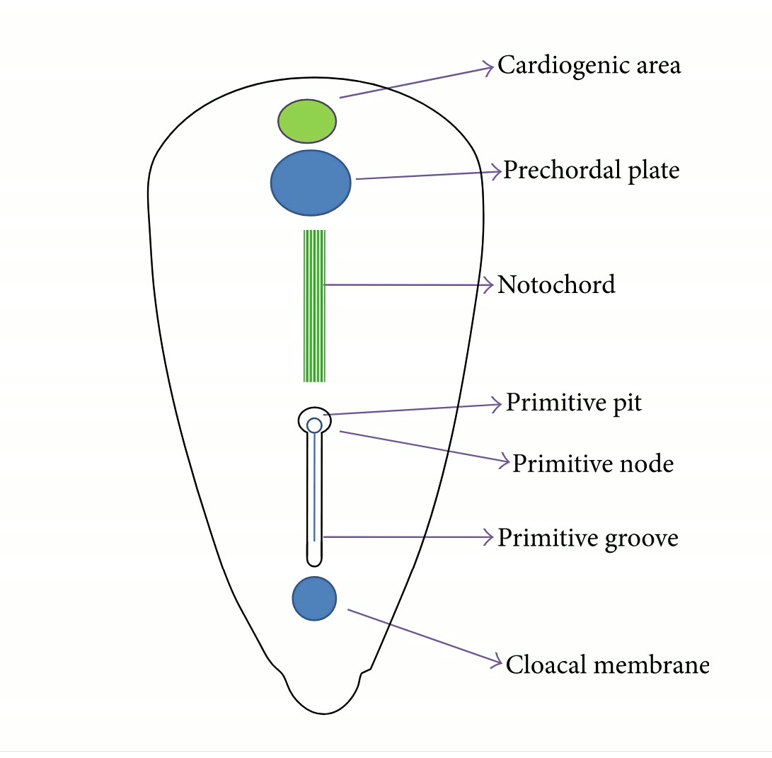 Ilustração anatômica: Notocorda (Notochord)