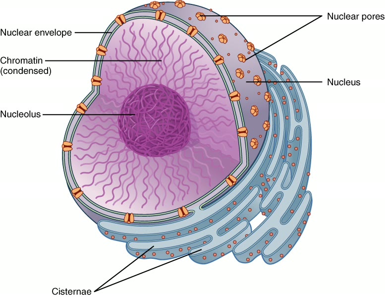Ilustração anatômica: Núcleo celular (Cell nucleus)