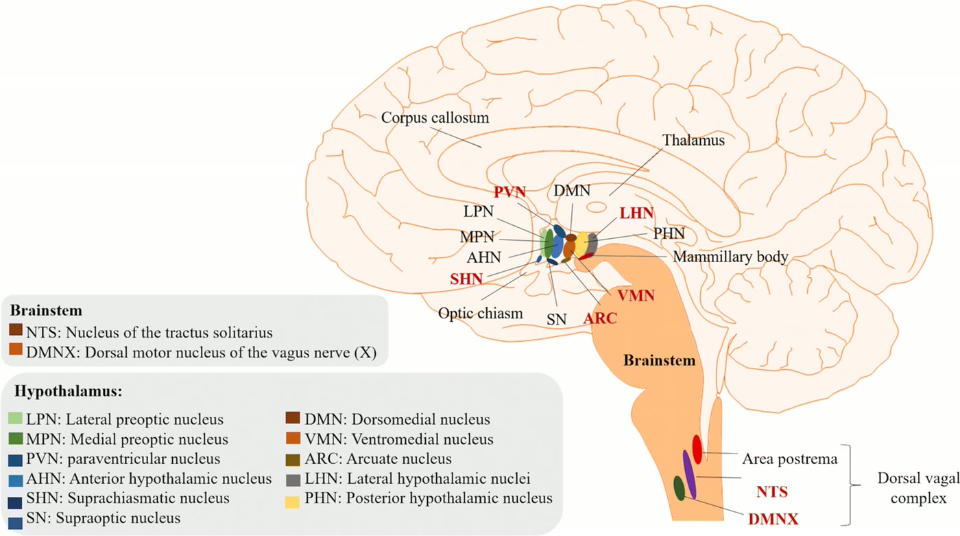 Ilustração anatômica: Núcleo paraventricular do hipotálamo (Paraventricular Hypothalamic Nucleus)