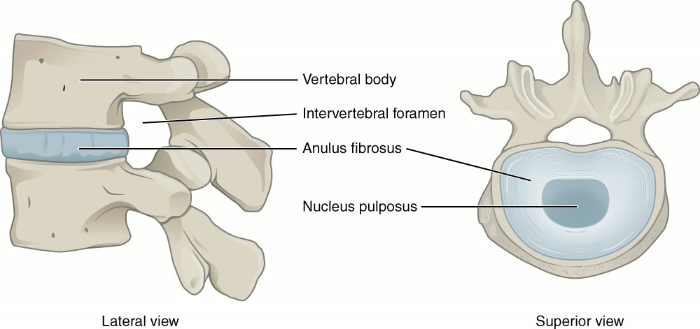 Ilustração anatômica: Núcleo pulposo (Nucleus Pulposus)