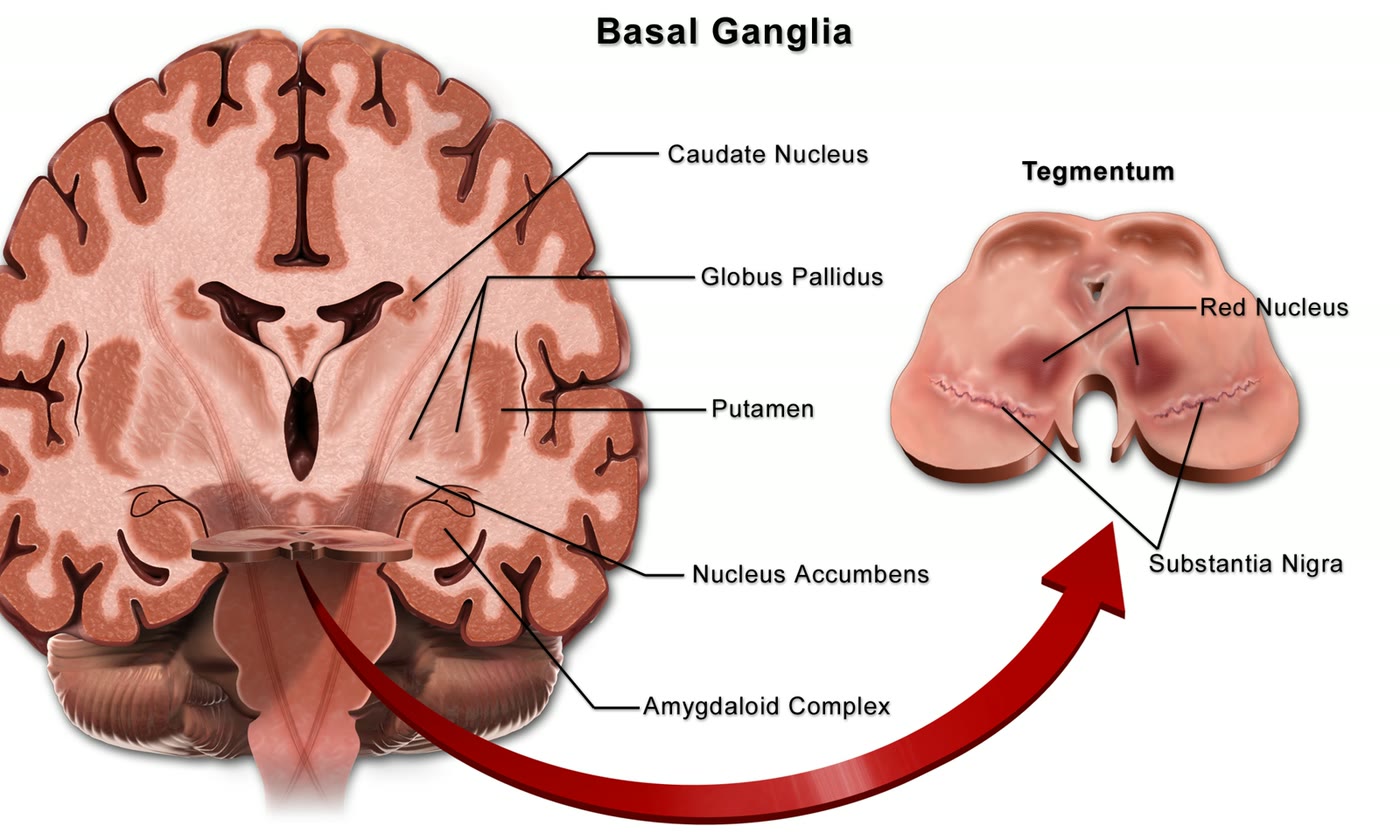 Ilustração anatômica: Núcleo rubro (Red Nucleus)