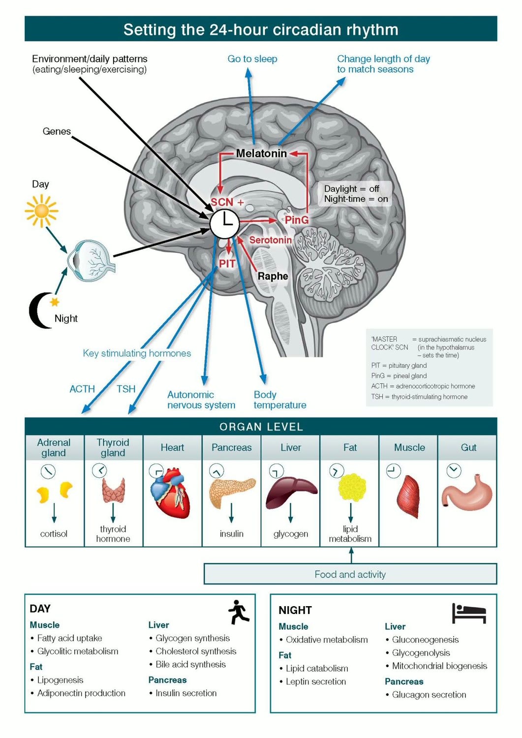 Ilustração anatômica: Núcleo supraquiasmático (Suprachiasmatic Nucleus)
