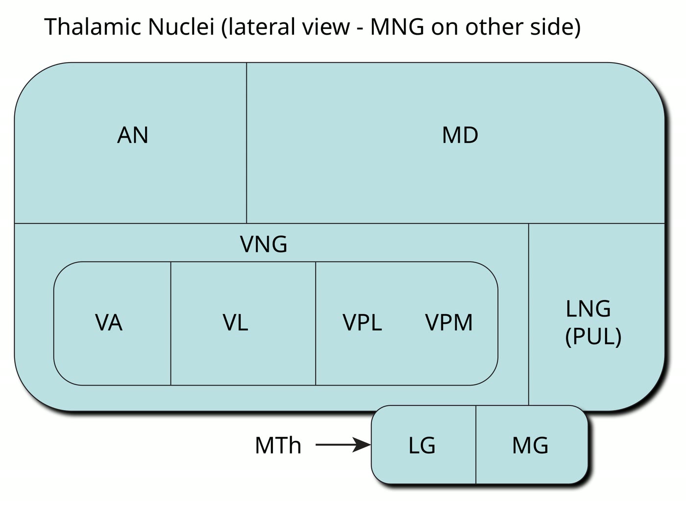 Ilustração anatômica: Núcleos do tálamo (Thalamic Nuclei)
