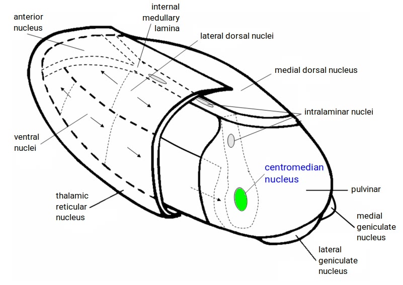 Ilustração anatômica: Núcleos intralaminares do tálamo (Intralaminar Thalamic Nuclei)