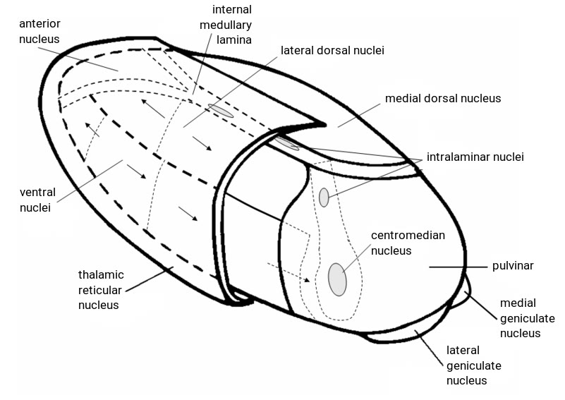 Ilustração anatômica: Núcleos ventrais do tálamo (Ventral Thalamic Nuclei)