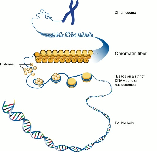 Ilustração anatômica: Nucleossomo (Nucleosomes)