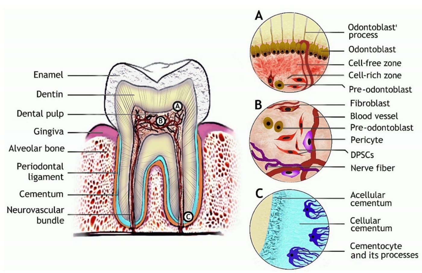Esquema do dente com detalhe da camada de odontoblastos na borda da polpa, com seus prolongamentos dentro da dentina