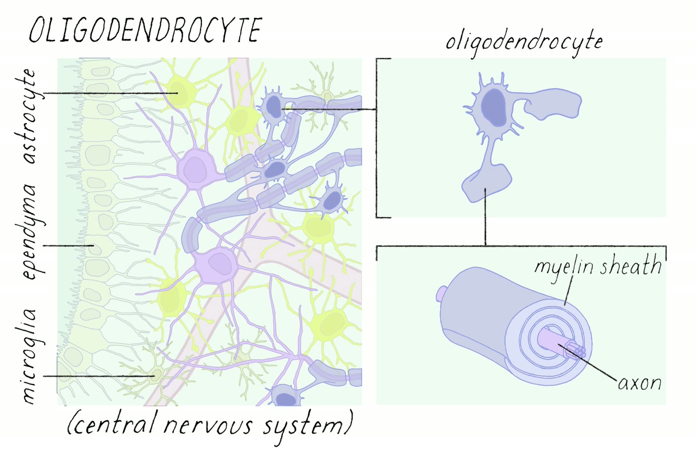 Ilustração anatômica: Oligodendrócito (Oligodendroglia)