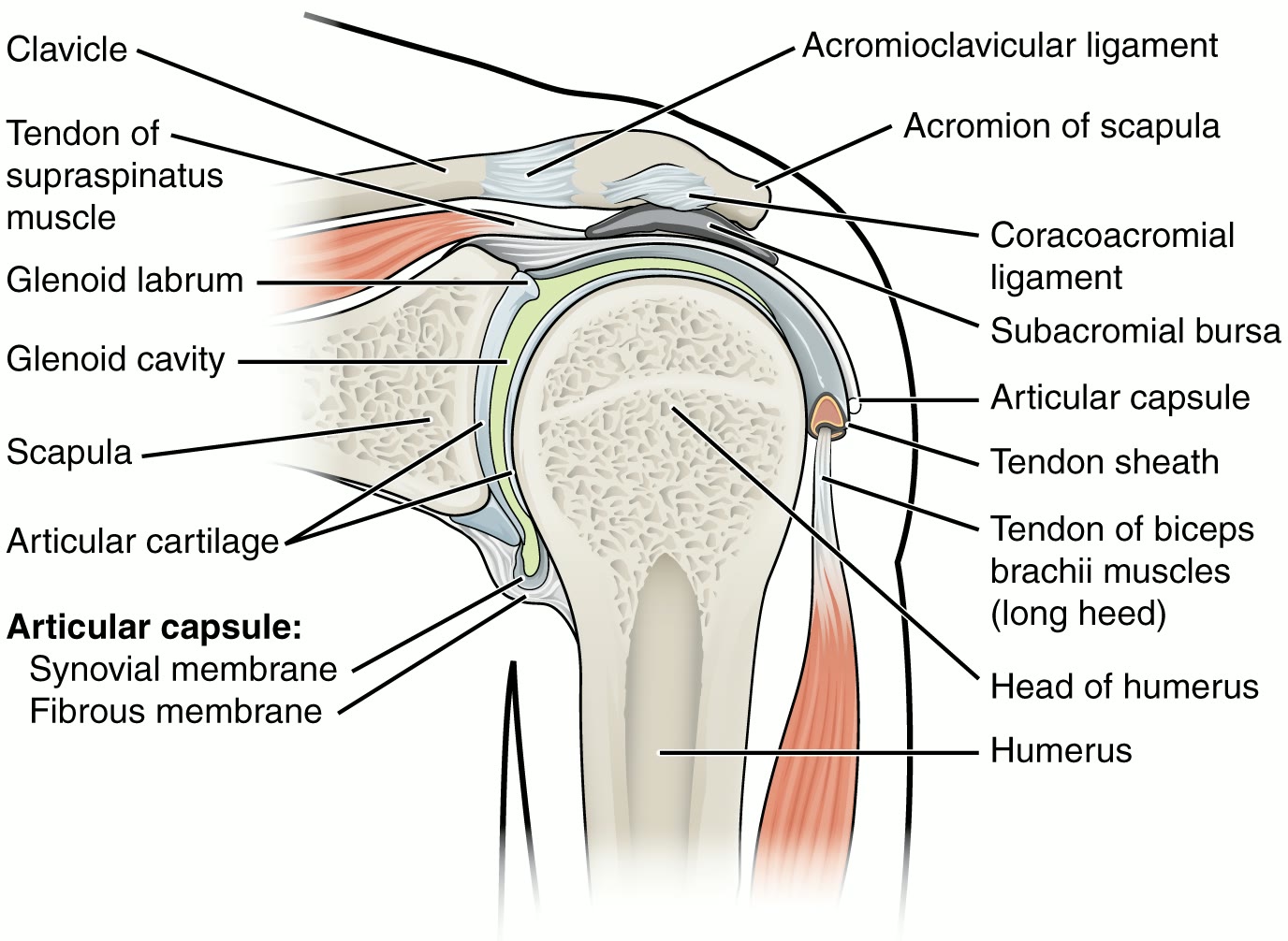 Ilustração anatômica: Ombro (Shoulder)