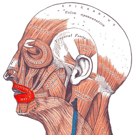 Ilustração anatômica: Músculo orbicular da boca (Orbicularis oris)