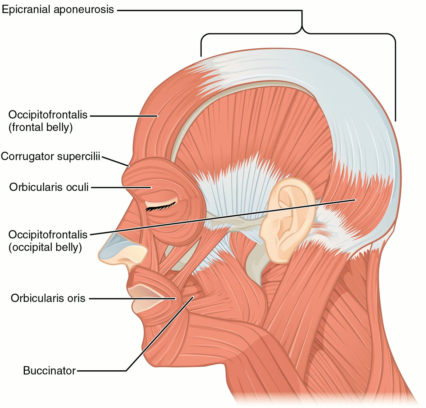 Ilustração anatômica: Músculo orbicular do olho (Orbicularis oculi)