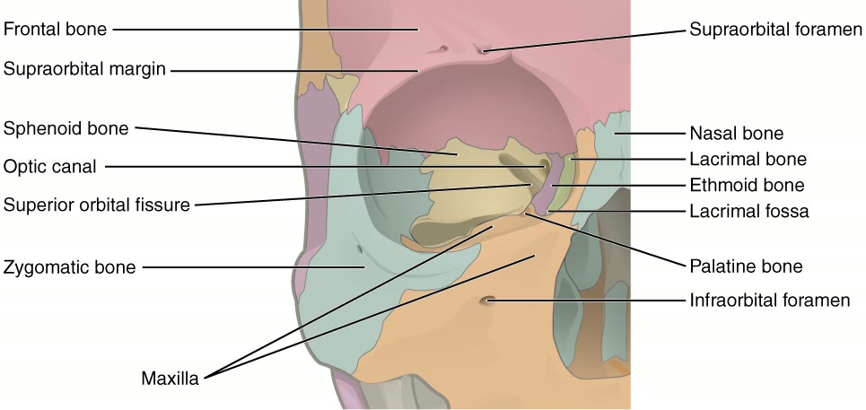Ilustração anatômica: Órbita (Orbit)