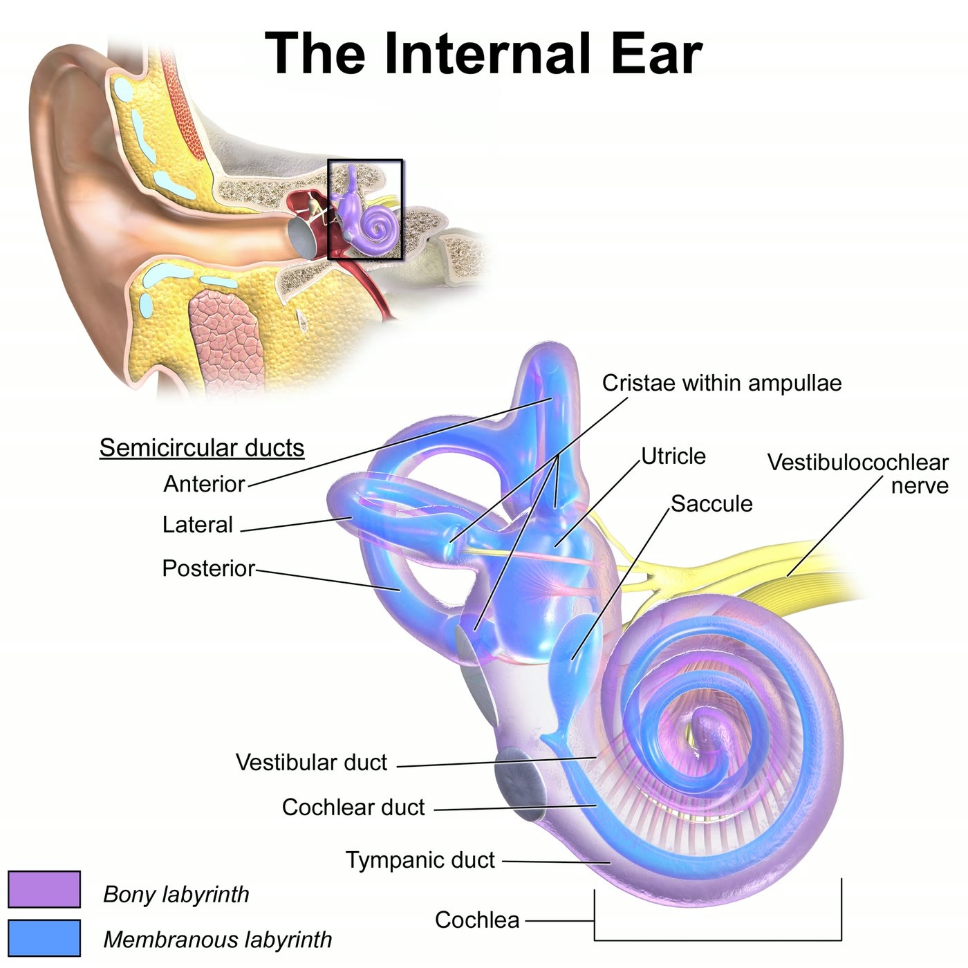 Ilustração anatômica: Orelha interna (Ear, Inner)