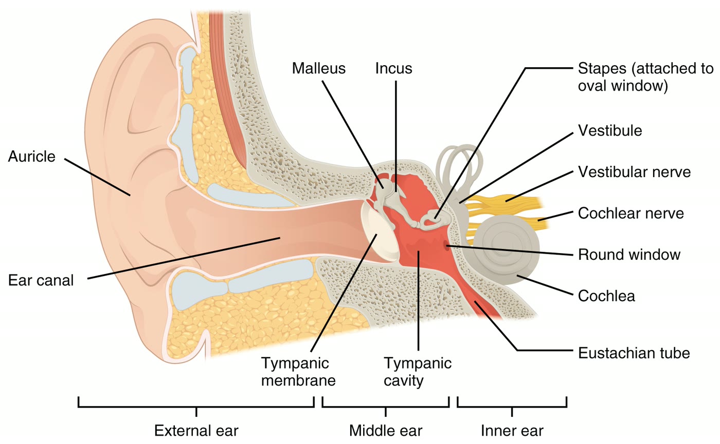 Ilustração anatômica: Orelha (Ear)