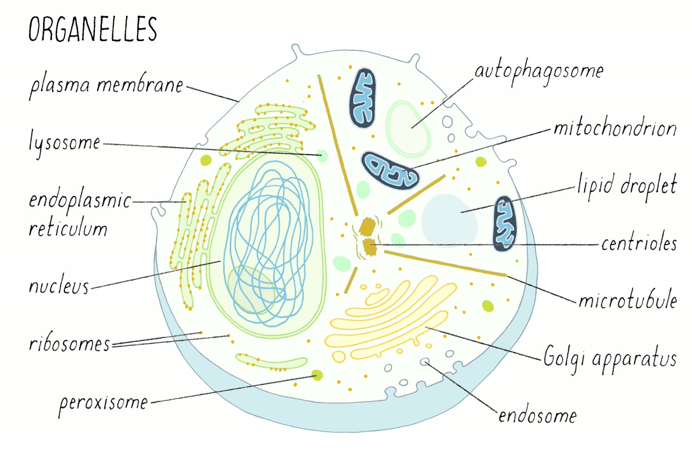 Ilustração anatômica: Organela (Organelles)