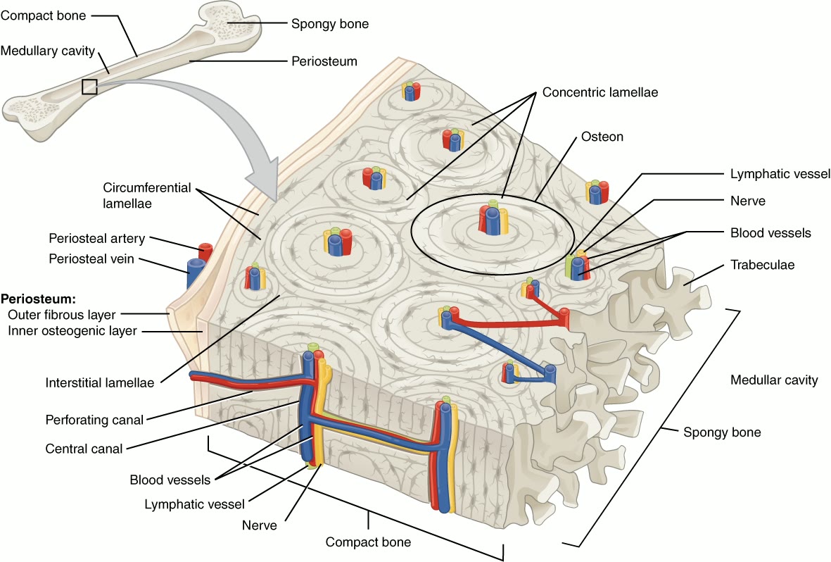 Ilustração anatômica: Osso cortical (Cortical Bone)