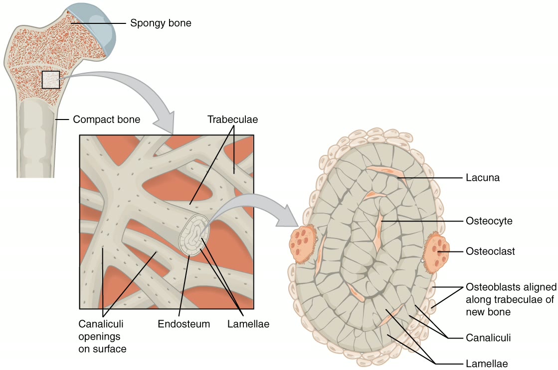 Ilustração anatômica: Osso esponjoso (Cancellous Bone)