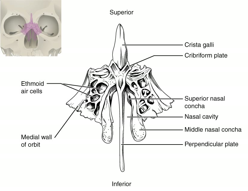 Ilustração anatômica: Osso etmoide (Ethmoid Bone)