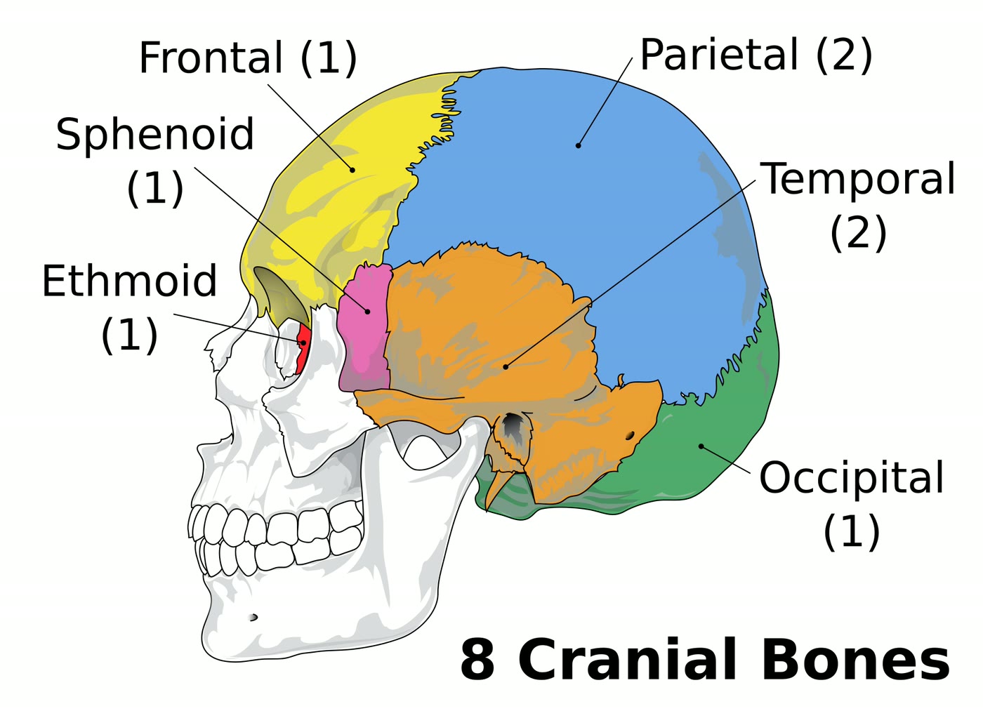 Ilustração anatômica: Osso frontal (Frontal Bone)