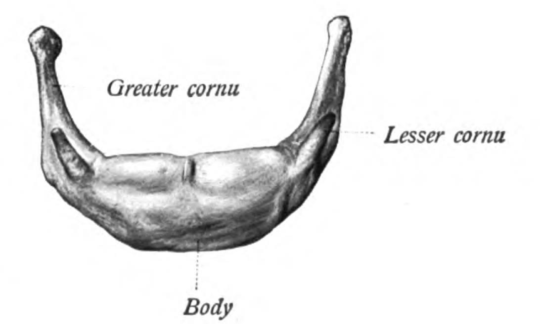 Ilustração anatômica: Osso hioide (Hyoid Bone)