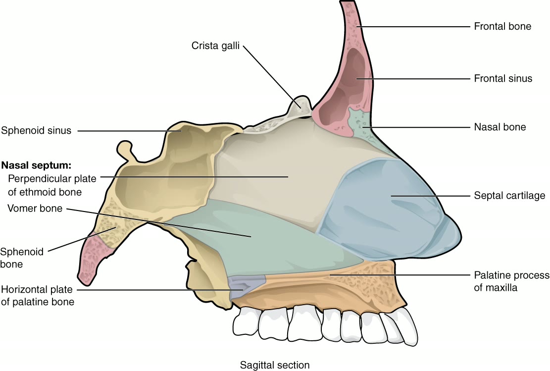 Ilustração anatômica: Osso nasal (Nasal Bone)