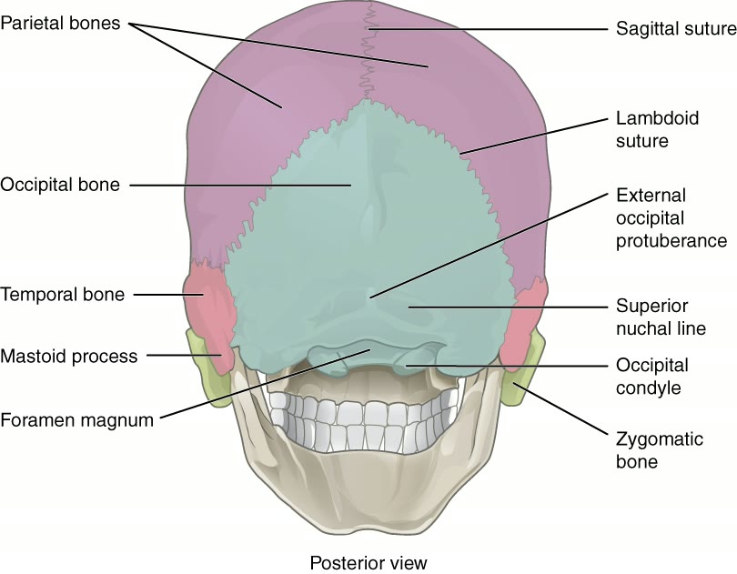 Ilustração anatômica: Osso occipital (Occipital Bone)