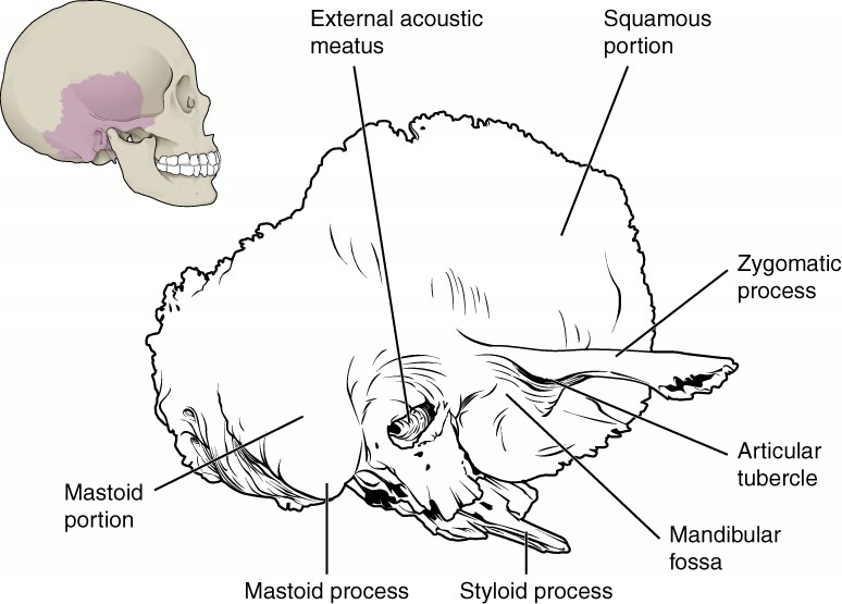 Ilustração anatômica: Osso temporal (Temporal Bone)