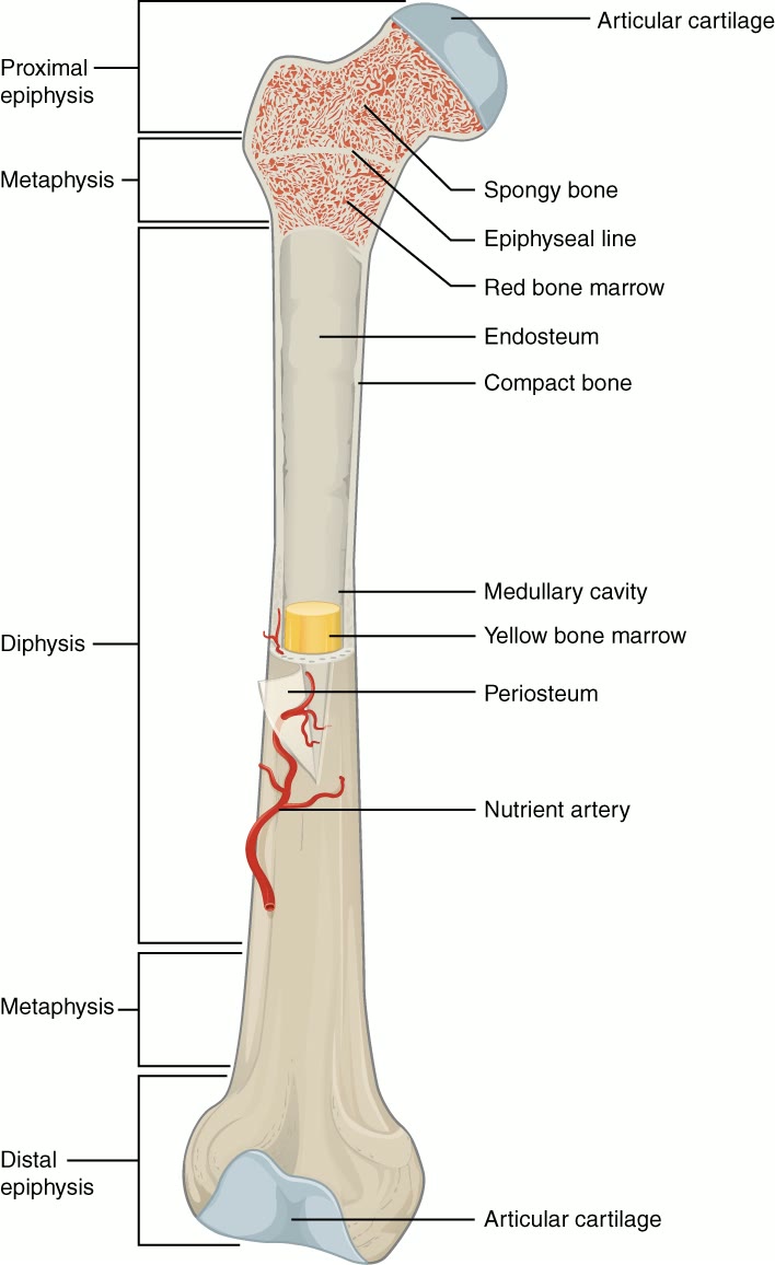 Ilustração anatômica: Osso (Bone)