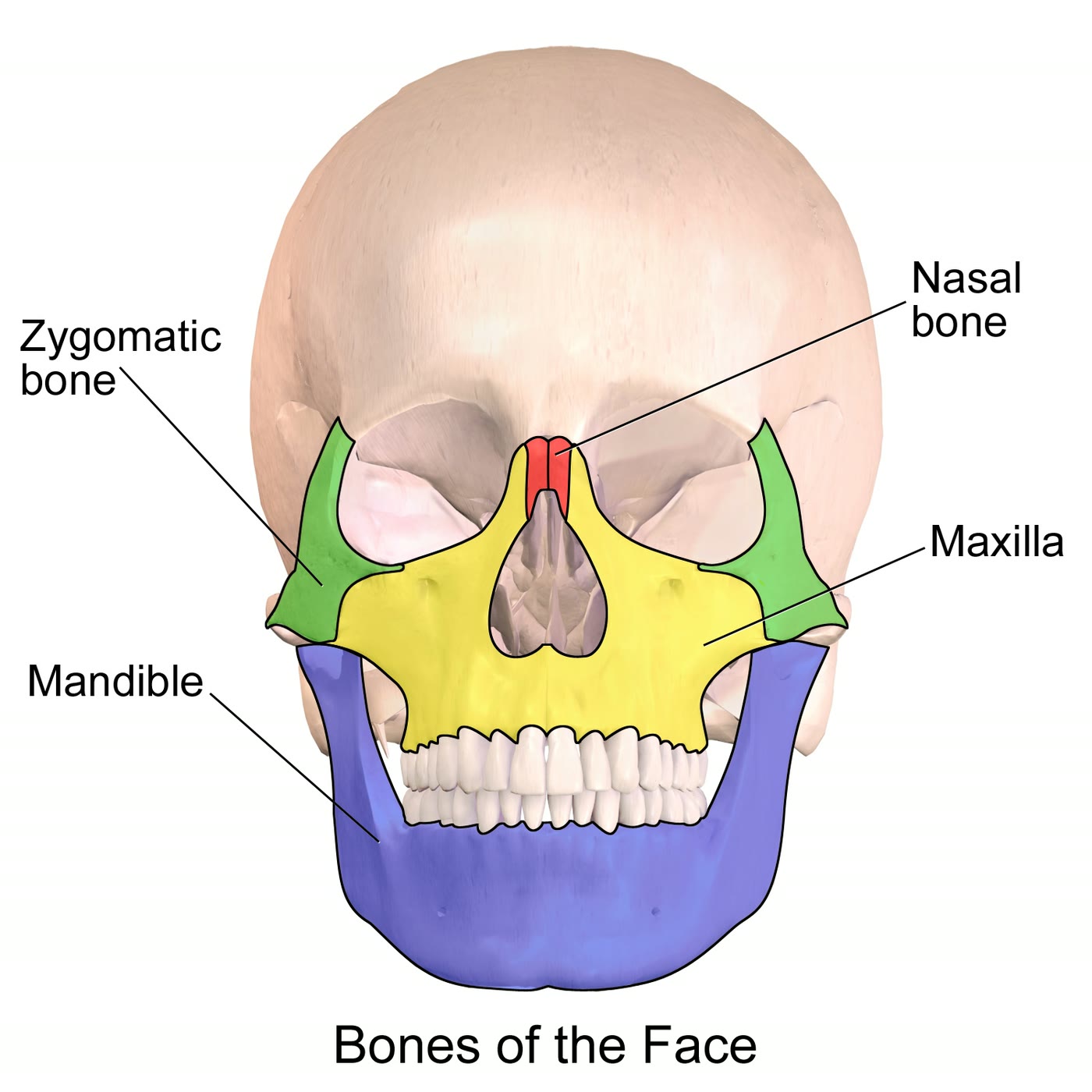 Ilustração anatômica: Ossos da face (Facial Bones)