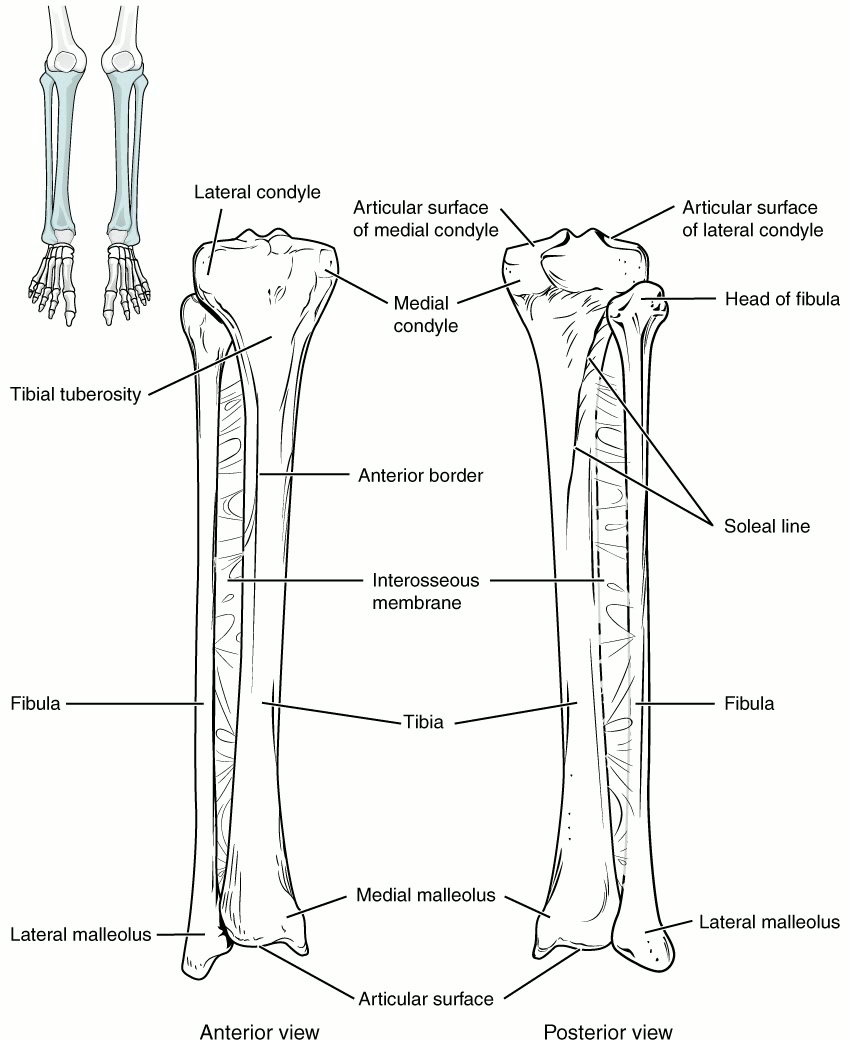 Ilustração anatômica: Ossos da perna (Leg Bones)