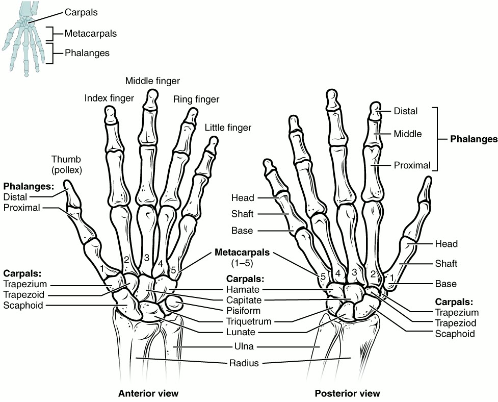 Ilustração anatômica: Ossos do carpo (Carpal Bones)