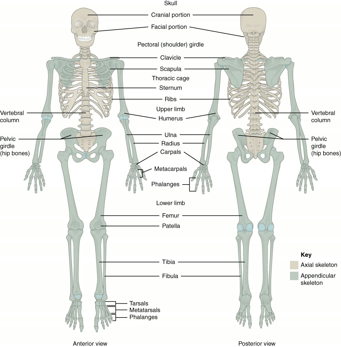 Ilustração anatômica: Ossos do membro superior (Bones of Upper Extremity)