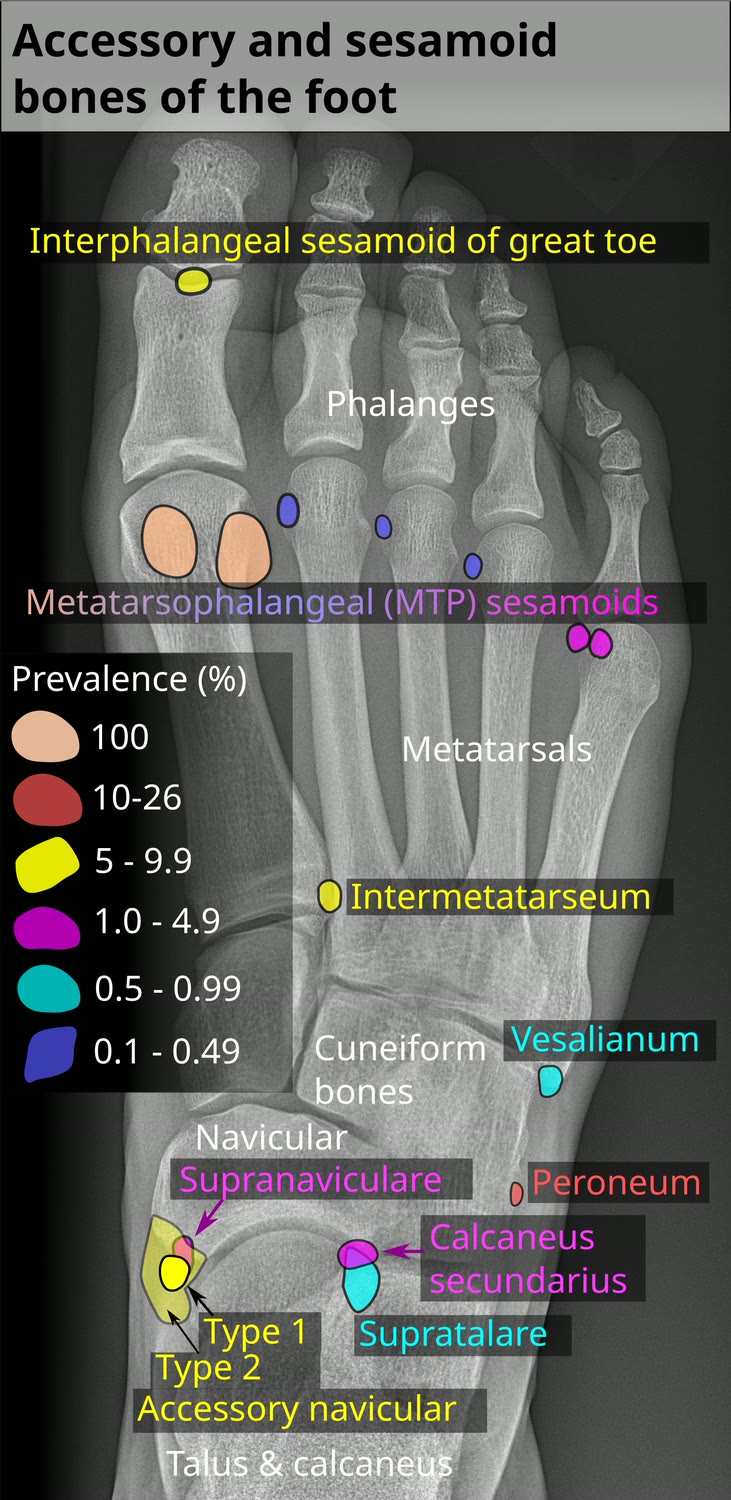 Ilustração anatômica: Ossos sesamoides (Sesamoid Bones)