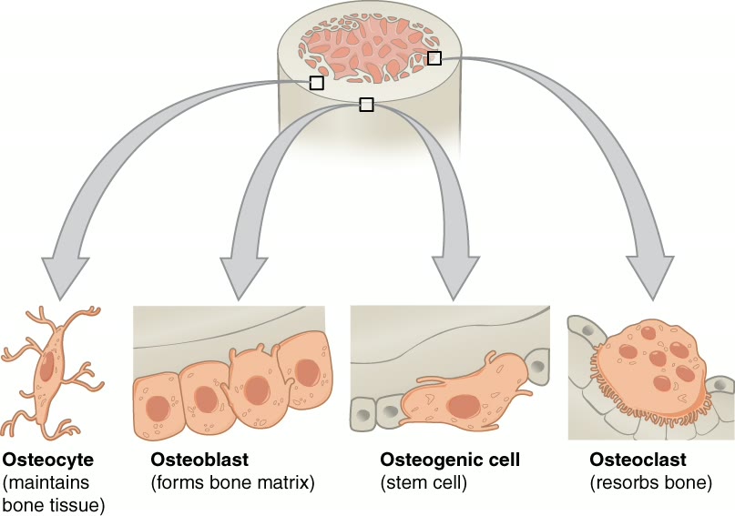 Esquema das células do tecido ósseo: osteócito, osteoblasto, célula osteogênica e osteoclasto
