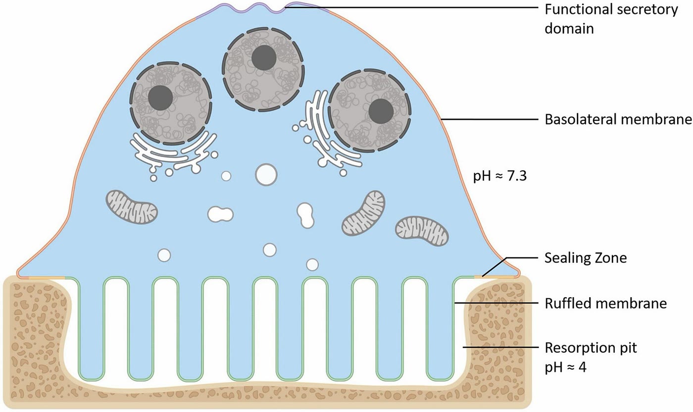 Ilustração anatômica: Osteoclasto (Osteoclasts)