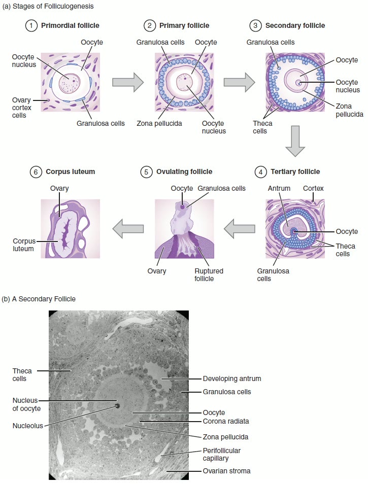 Ilustração anatômica: Ovários (Ovaries)