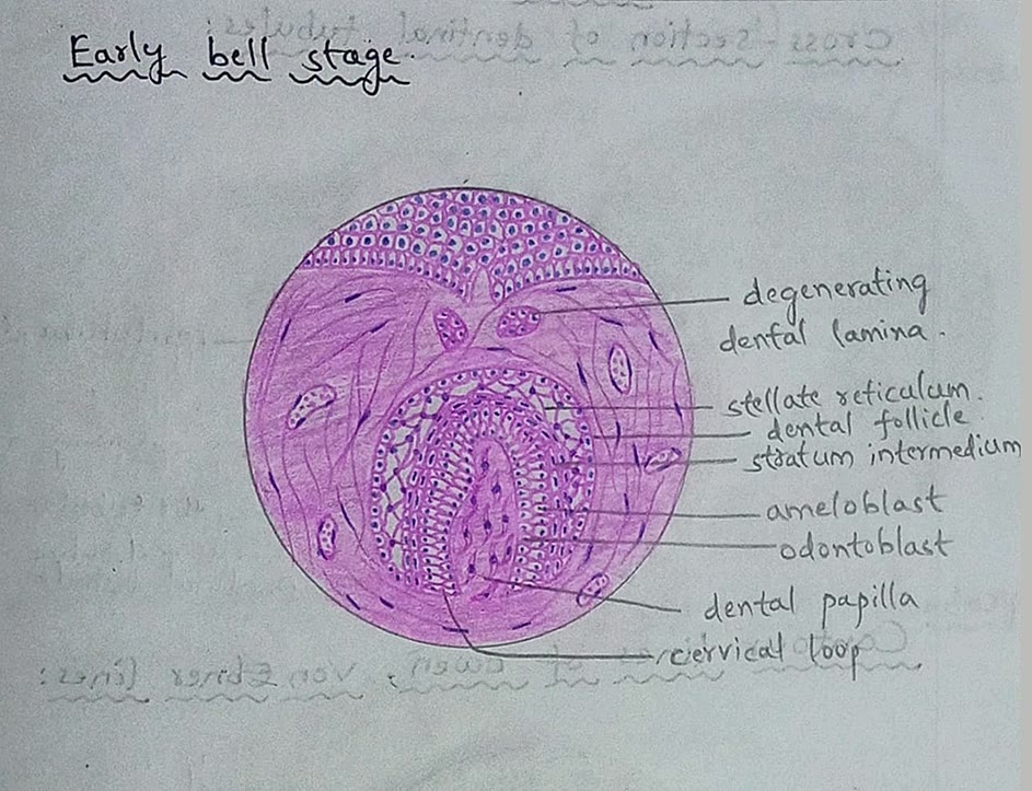 Ilustração anatômica: Papila dentária (Dental Papilla)